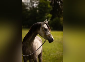 Vollblutaraber, Wallach, 3 Jahre, 156 cm, Schimmel