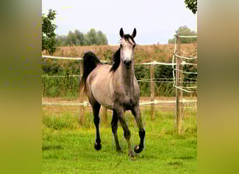 Vollblutaraber, Wallach, 3 Jahre, 159 cm, Braunfalbschimmel