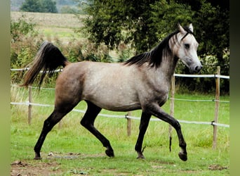 Vollblutaraber, Wallach, 3 Jahre, 159 cm, Braunfalbschimmel
