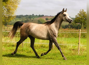 Vollblutaraber, Wallach, 3 Jahre, 159 cm, Braunfalbschimmel