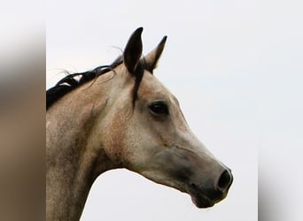 Vollblutaraber, Wallach, 3 Jahre, 159 cm, Braunfalbschimmel