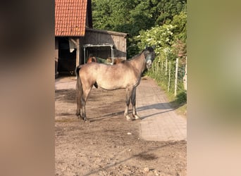 Vollblutaraber, Wallach, 3 Jahre, 159 cm, Fliegenschimmel