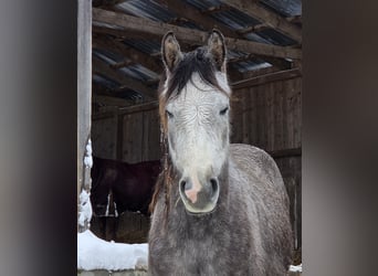 Vollblutaraber, Wallach, 3 Jahre, 159 cm, Schimmel