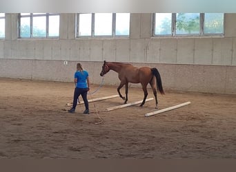 Vollblutaraber, Wallach, 3 Jahre