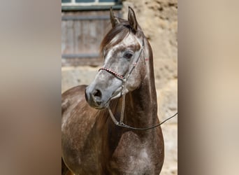 Vollblutaraber, Wallach, 3 Jahre, Kann Schimmel werden