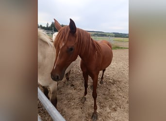 Vollblutaraber, Wallach, 4 Jahre, 145 cm, Fuchs