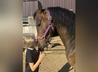 Vollblutaraber, Wallach, 4 Jahre, 148 cm, Dunkelbrauner