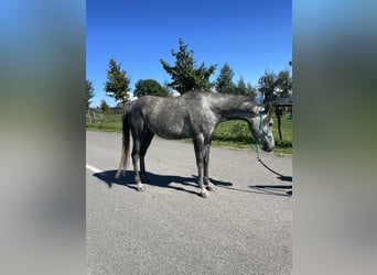 Vollblutaraber, Wallach, 4 Jahre, 148 cm, Schimmel