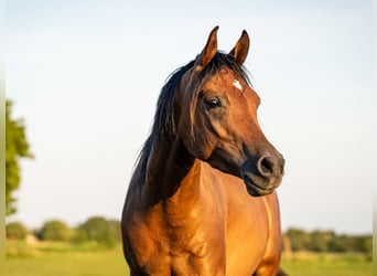 Vollblutaraber, Wallach, 4 Jahre, 149 cm, Brauner