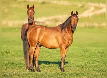 Vollblutaraber, Wallach, 4 Jahre, 149 cm, Brauner