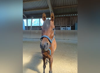 Vollblutaraber, Wallach, 4 Jahre, 150 cm, Brauner