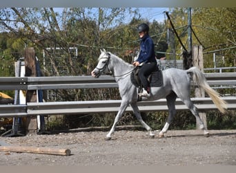 Vollblutaraber, Wallach, 4 Jahre, 150 cm, Fliegenschimmel