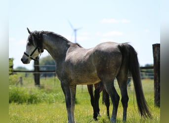 Vollblutaraber, Wallach, 4 Jahre, 150 cm