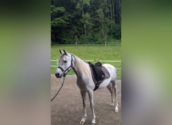 Vollblutaraber, Wallach, 4 Jahre, 150 cm, Schimmel