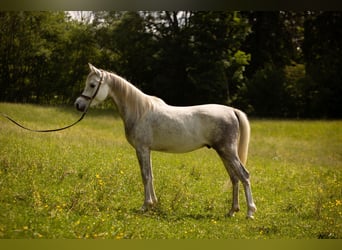 Vollblutaraber, Wallach, 4 Jahre, 150 cm, Schimmel