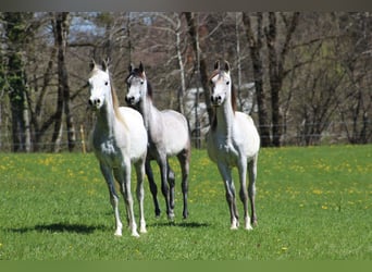 Vollblutaraber, Wallach, 4 Jahre, 150 cm, Schimmel
