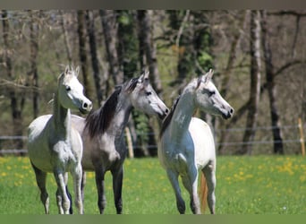 Vollblutaraber, Wallach, 4 Jahre, 150 cm, Schimmel