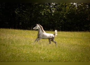 Vollblutaraber, Wallach, 4 Jahre, 150 cm, Schimmel