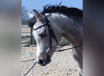 Vollblutaraber, Wallach, 4 Jahre, 153 cm, Braunfalbschimmel