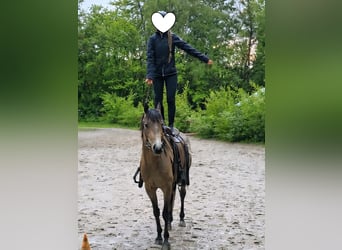 Vollblutaraber, Wallach, 4 Jahre, 153 cm, Buckskin