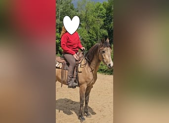 Vollblutaraber, Wallach, 4 Jahre, 153 cm, Buckskin