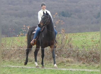 Vollblutaraber, Wallach, 4 Jahre, 153 cm, Dunkelbrauner