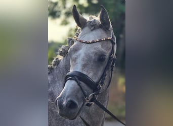 Vollblutaraber, Wallach, 4 Jahre, 153 cm, Kann Schimmel werden