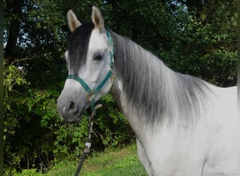 Vollblutaraber, Wallach, 4 Jahre, 153 cm, Schimmel