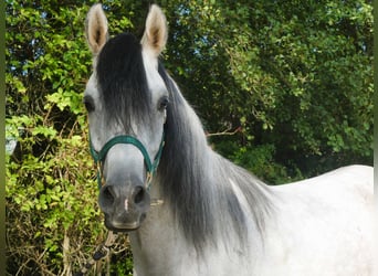 Vollblutaraber, Wallach, 4 Jahre, 153 cm, Schimmel