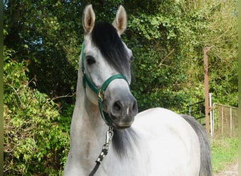 Vollblutaraber, Wallach, 4 Jahre, 153 cm, Schimmel