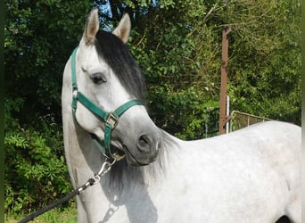 Vollblutaraber, Wallach, 4 Jahre, 153 cm, Schimmel