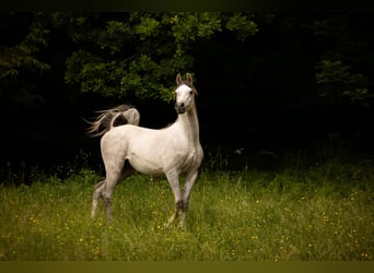 Vollblutaraber, Wallach, 4 Jahre, 154 cm, Schimmel