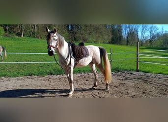 Vollblutaraber, Wallach, 4 Jahre, 154 cm, Schimmel