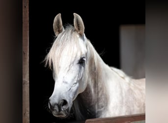 Vollblutaraber, Wallach, 4 Jahre, 155 cm, Apfelschimmel