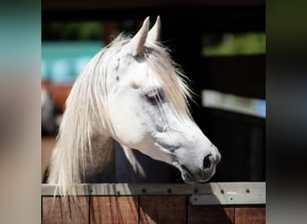 Vollblutaraber, Wallach, 4 Jahre, 155 cm, Apfelschimmel