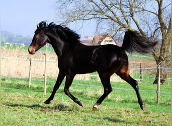 Vollblutaraber, Wallach, 4 Jahre, 155 cm, Dunkelbrauner