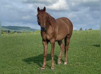 Vollblutaraber, Wallach, 4 Jahre, 155 cm, Fuchs
