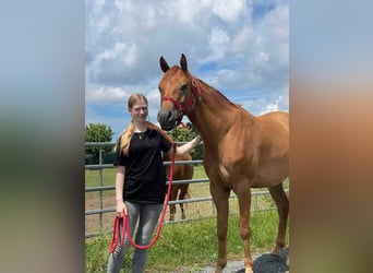 Vollblutaraber, Wallach, 4 Jahre, 155 cm, Fuchs