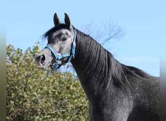 Vollblutaraber, Wallach, 4 Jahre, 155 cm, Schimmel