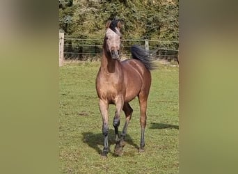 Vollblutaraber, Wallach, 4 Jahre, 155 cm, Schimmel