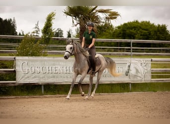 Vollblutaraber, Wallach, 4 Jahre, 155 cm, Schimmel