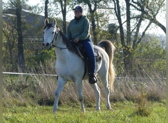 Vollblutaraber, Wallach, 4 Jahre, 155 cm, Schimmel