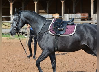 Vollblutaraber, Wallach, 4 Jahre, 155 cm, Schimmel