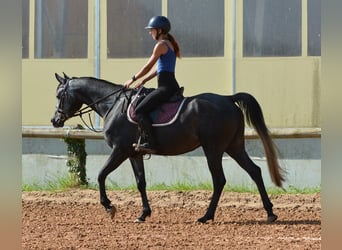 Vollblutaraber, Wallach, 4 Jahre, 155 cm, Schimmel