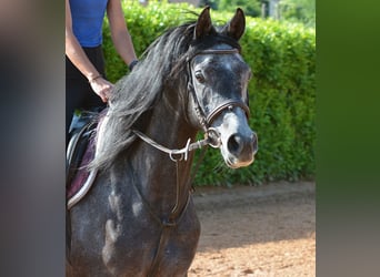 Vollblutaraber, Wallach, 4 Jahre, 155 cm, Schimmel
