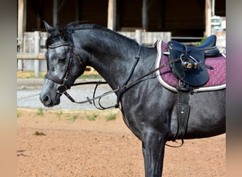 Vollblutaraber, Wallach, 4 Jahre, 155 cm, Schimmel