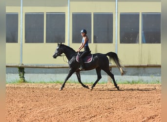 Vollblutaraber, Wallach, 4 Jahre, 155 cm, Schimmel