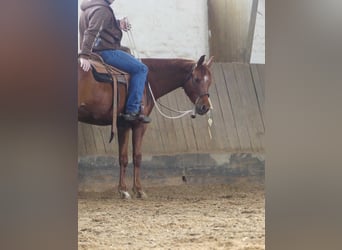 Vollblutaraber, Wallach, 4 Jahre, 156 cm, Fuchs