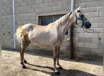 Vollblutaraber, Wallach, 4 Jahre, 156 cm, Schimmel