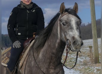 Vollblutaraber, Wallach, 4 Jahre, 156 cm, Schimmel